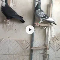 12عدد کفتر هوایی