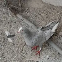 کفترپلاکی