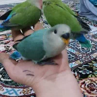 طوطی گمشده
