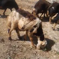 بره قوچ پلنگی