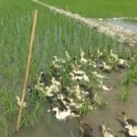 کارگر مجانی برنج( اردک درشت ژاپنی )