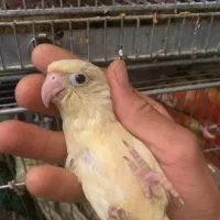 گرینچیک طوطی|پرنده|مشهد, خرمشهر|دیوار