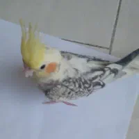 عروس هلندی قوی و جوان