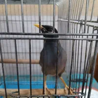فروش مرغ مینا نر سخنگو دستی