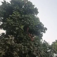 برش و هرس انواع درختان