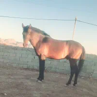اسب|اسب و تجهیزات اسب‌سواری|جاجرم, |دیوار