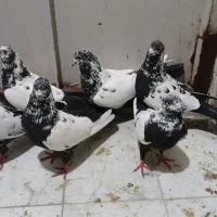 کبوتر