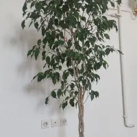 گل طبیعی بنجامین سبز تنه بافت