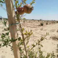 فرصت-تکرار-نشدنی-خرید-باغ-در-شاهین-شهر