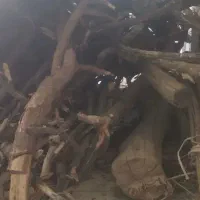چوب درخت نارنج و پرتغال خانه  مال 2 سال پیش