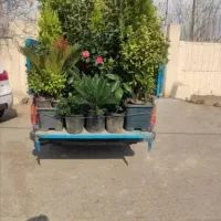 اجرا و انجام خدمات باغبانی تعویض خاک گلدان فروش گل