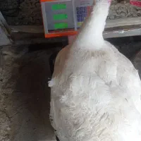 5 بوقلمون گوشتی نژاد بیوتی 6 ماده