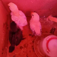 جوجه ی برهما لایت