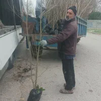 نهال انار سیاه بدون پره