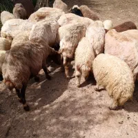 گوسفند بره