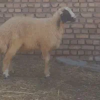 بره قوچ کم دمبه سنجابی