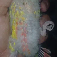 جوجه گرینچیک