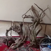 ریش ابنوس
