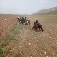 بز جوان|حیوانات مزرعه|سجاس رود, |دیوار