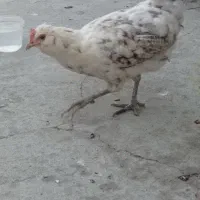 مرغ و جوجه