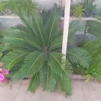 دو عدد سیکاس هردو باهم ۲۳۰۰