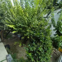 500متر-با-جواز-4دیواری-سند-عرصه-و-عیان-شهریار