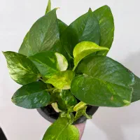 گل اپارتمانی