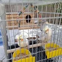 عروس هلندی
