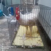 خروس معاوضه با کبوتر