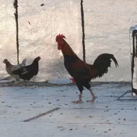 خروس دو رگه