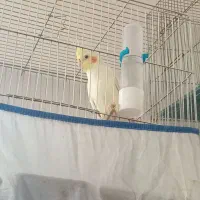 عروس هلندی ماده مولد