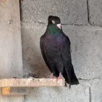 کبوتر