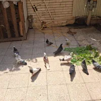 فروش کبوتر