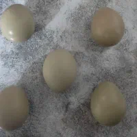 فروش تخم نطفه دار مرغ آمریکایی