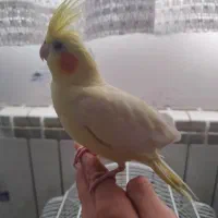 طوطی عروس هلندی