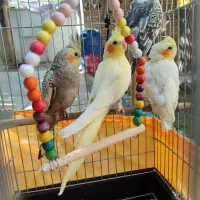 ۲ جفت عروس هلندی دستی و سالم