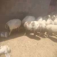 بز‌شیری‌کهره‌هاهمه‌۲۰کیلویی‌۲۵تاهم‌میش‌وکاور