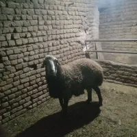 بره قوچی