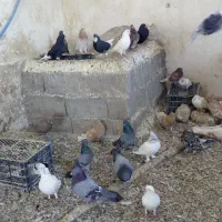 کفتر در پرنده