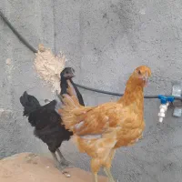 مرغ جوان