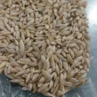 خرید   جو   نقد  انگوت و گرمی