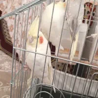 سه نا عروس هلندی با قفس