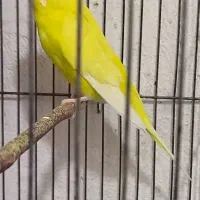 1جفت مرغ عشق