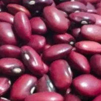لوبیا قرمز درجه یک کیلوی فقط ۲۰۰هزارتومان