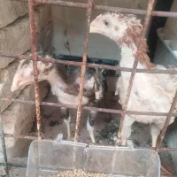 جوجه لاری اصل