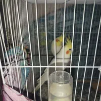 عروس هلندی نر و ماده