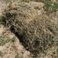 یونجه