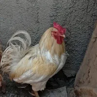 خروس مرغ گیر