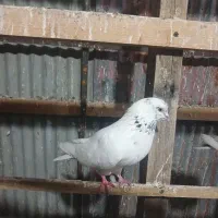 چهار عدد کبوتر پرشی مایه