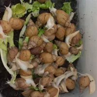 فروش حلزون برای حلزون تراپی
